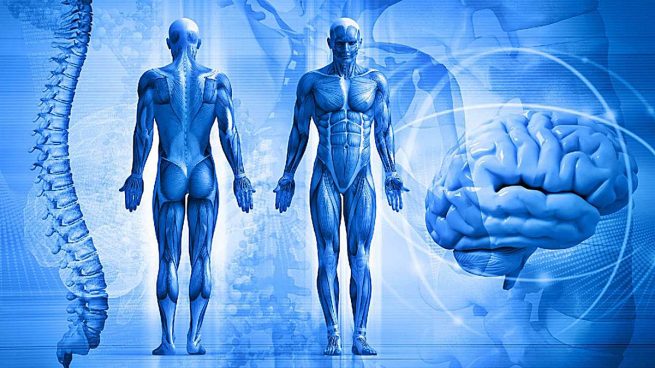 (2026) FISIOLOGIA DE LA MOTRICIDAD